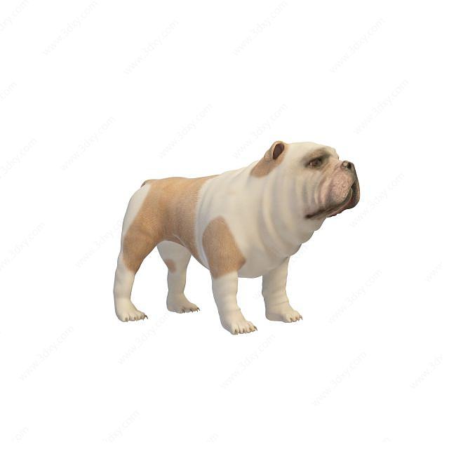 英国斗牛犬3D模型