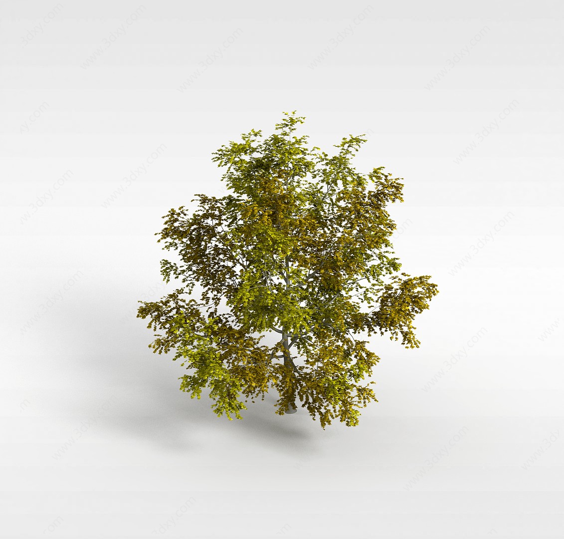 嫩绿阔叶树3D模型