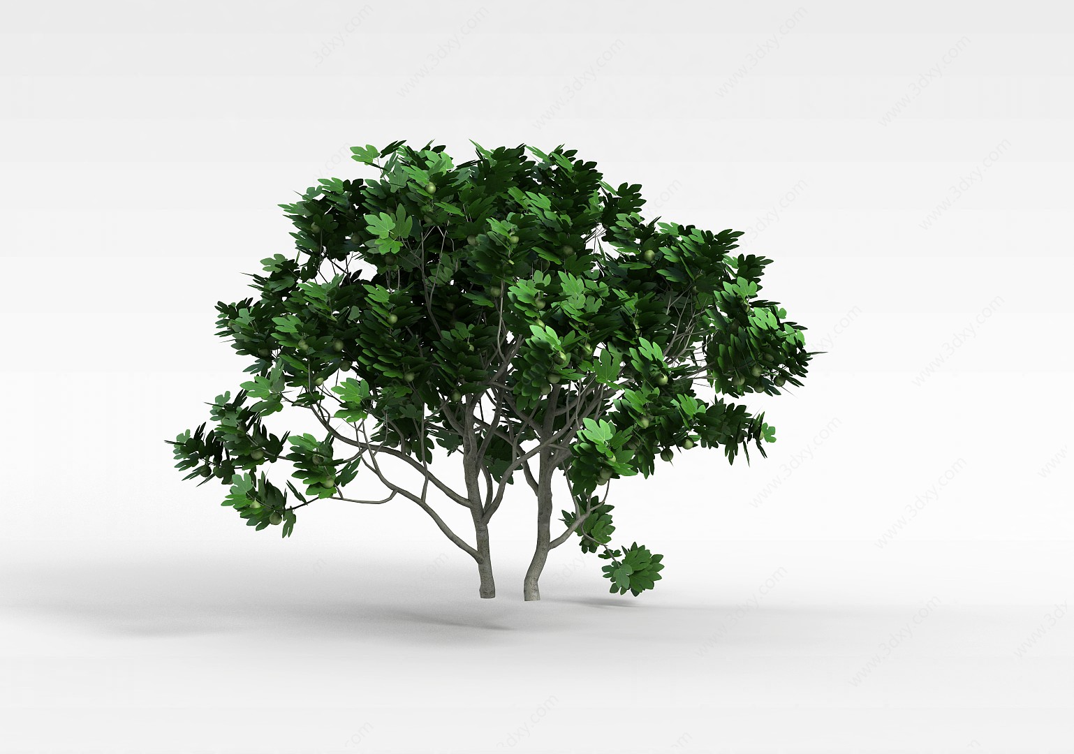 无花果树3D模型