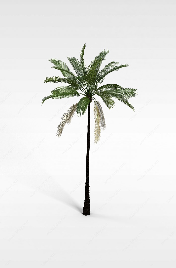 椰子树3D模型
