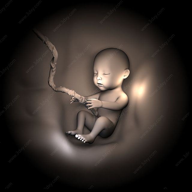 婴儿胚胎3D模型