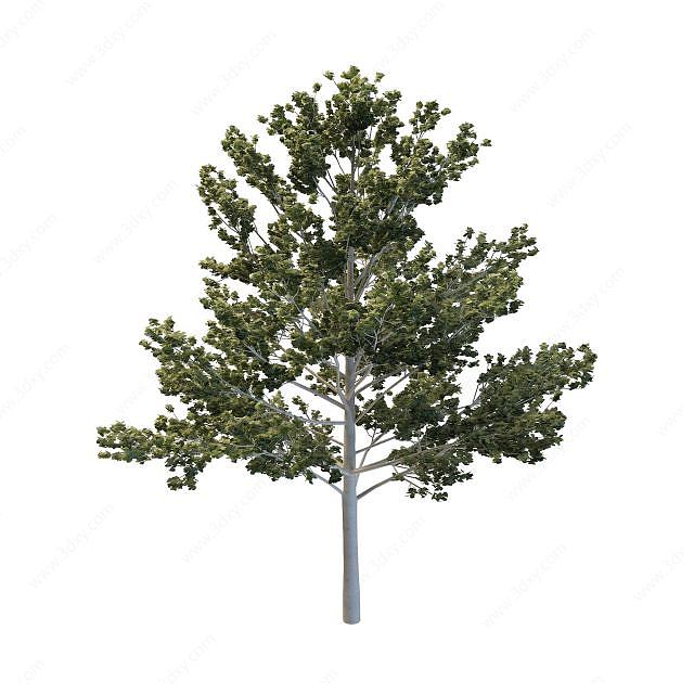 桦树3D模型