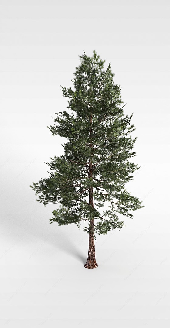 杉树3D模型