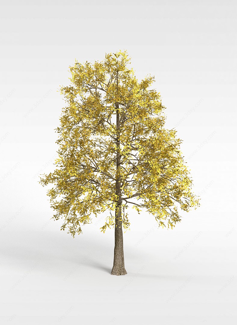银杏树3D模型
