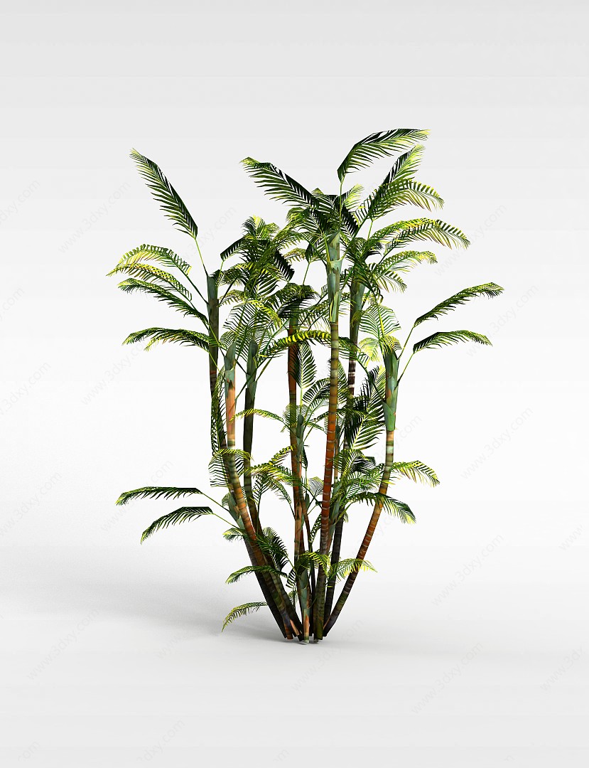 亚热带树3D模型