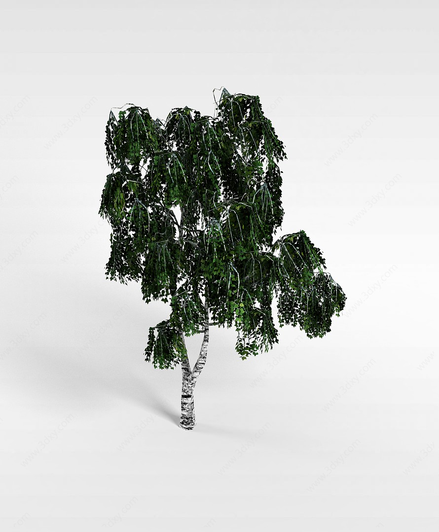杨树3D模型