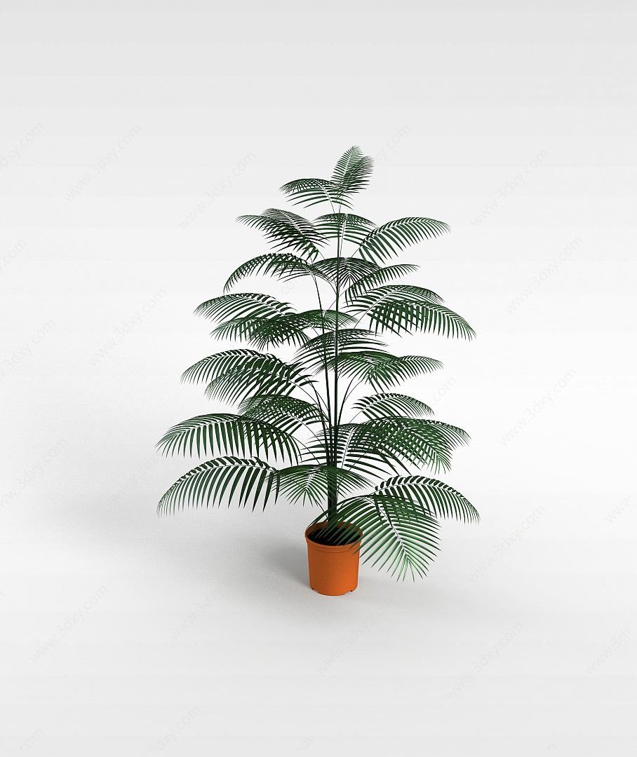 椰子盆栽3D模型
