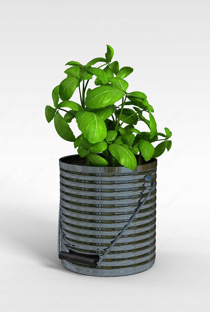 薄荷植物盆栽3D模型
