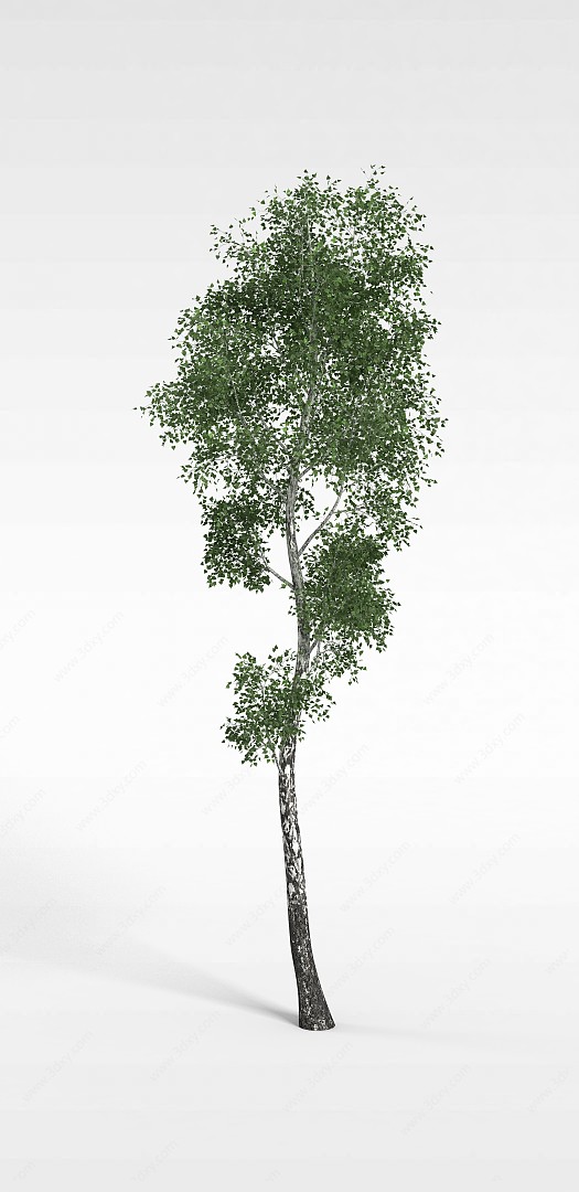 细杨树植物3D模型