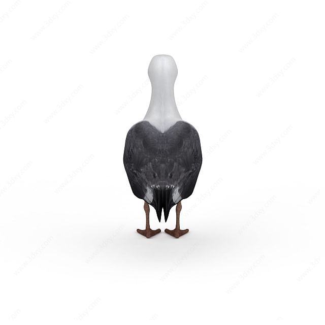 灰色鸽子3D模型