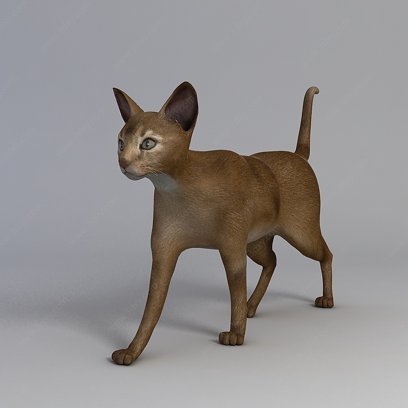 棕色宠物猫3D模型