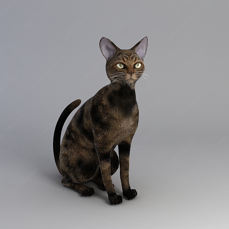 宠物小猫3D模型