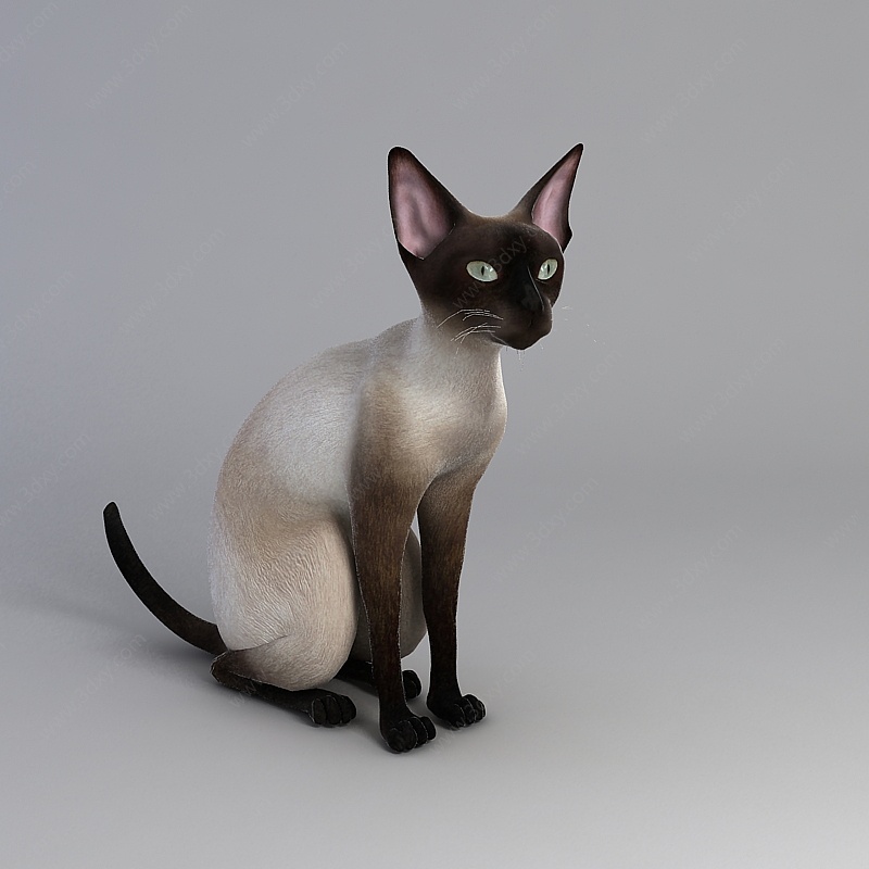 白色花纹猫3D模型