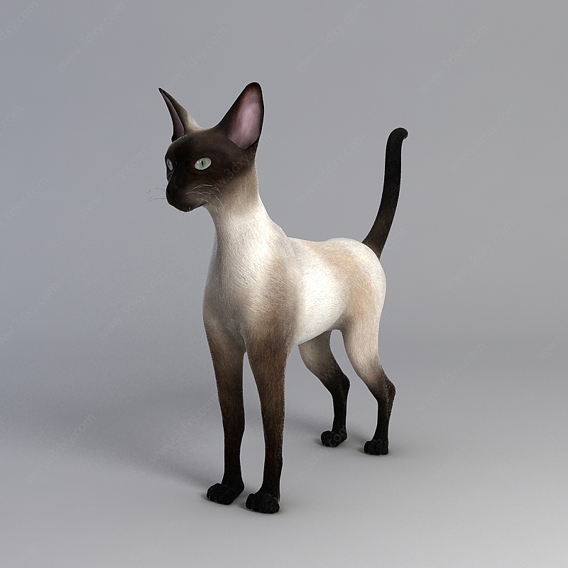 猫科动物3D模型