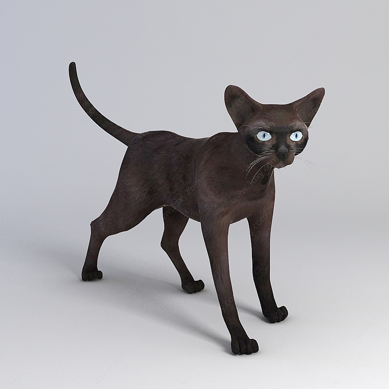 黑色家猫3D模型