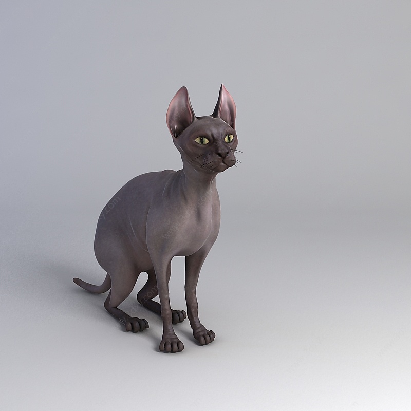 加拿大无毛猫3D模型