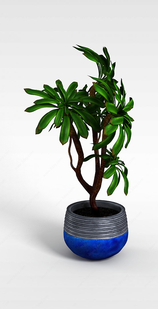 绿色硬叶盆栽3D模型