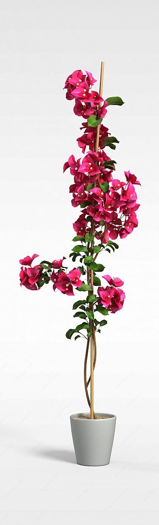 粉红花朵盆栽3D模型