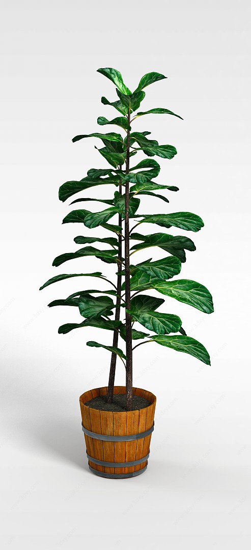 绿色大叶盆栽3D模型