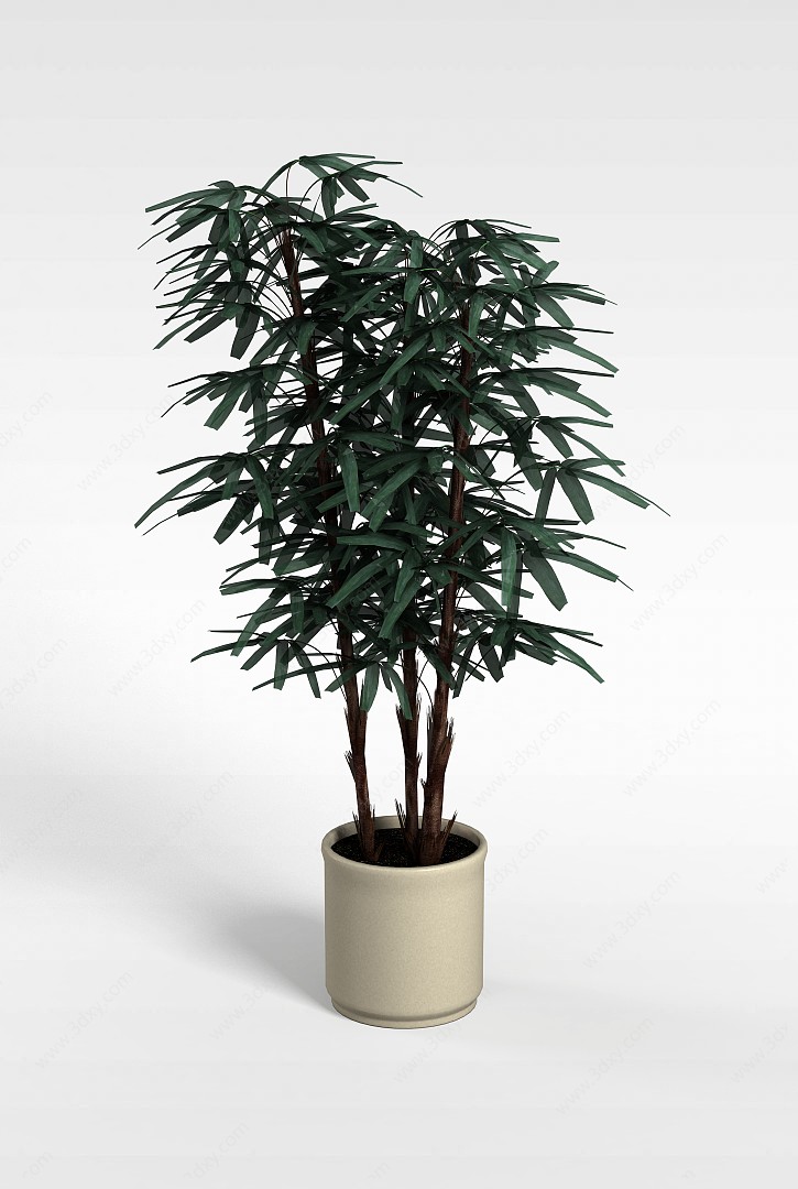 观赏竹盆栽3D模型