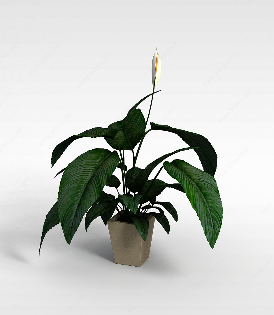 白掌盆栽3D模型