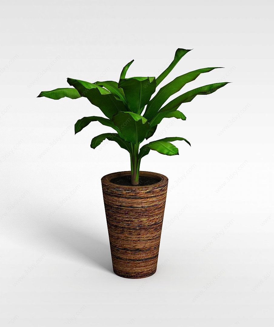 芭蕉盆栽植物3D模型