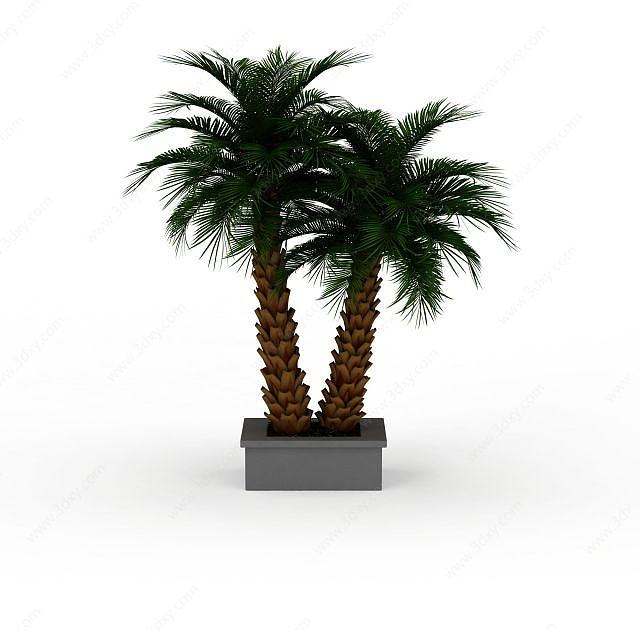 棕榈树盆栽3D模型
