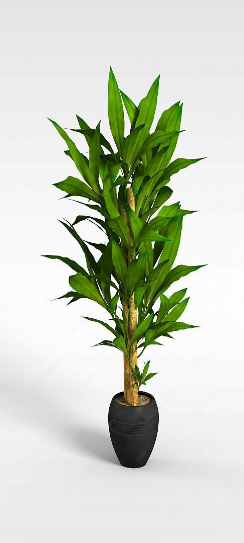 翠绿长叶子盆景3D模型