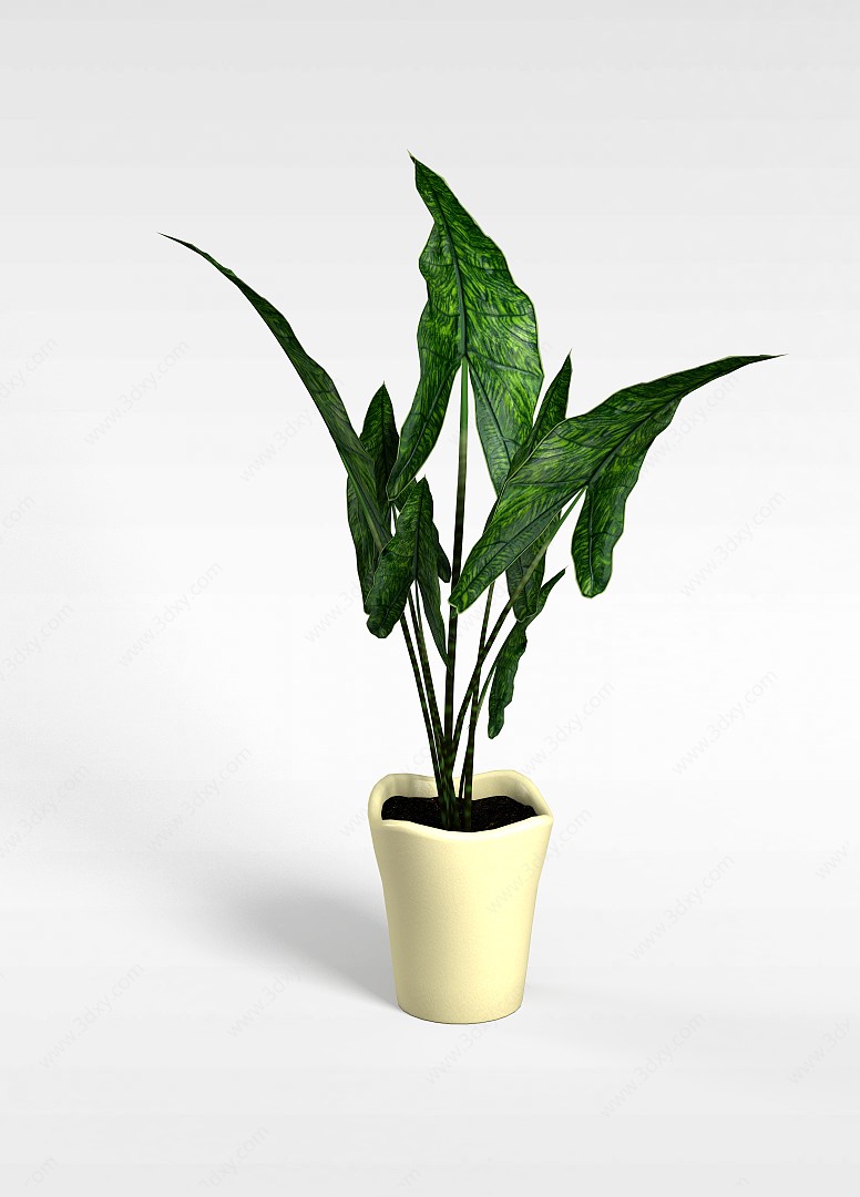 绿色观叶植物3D模型