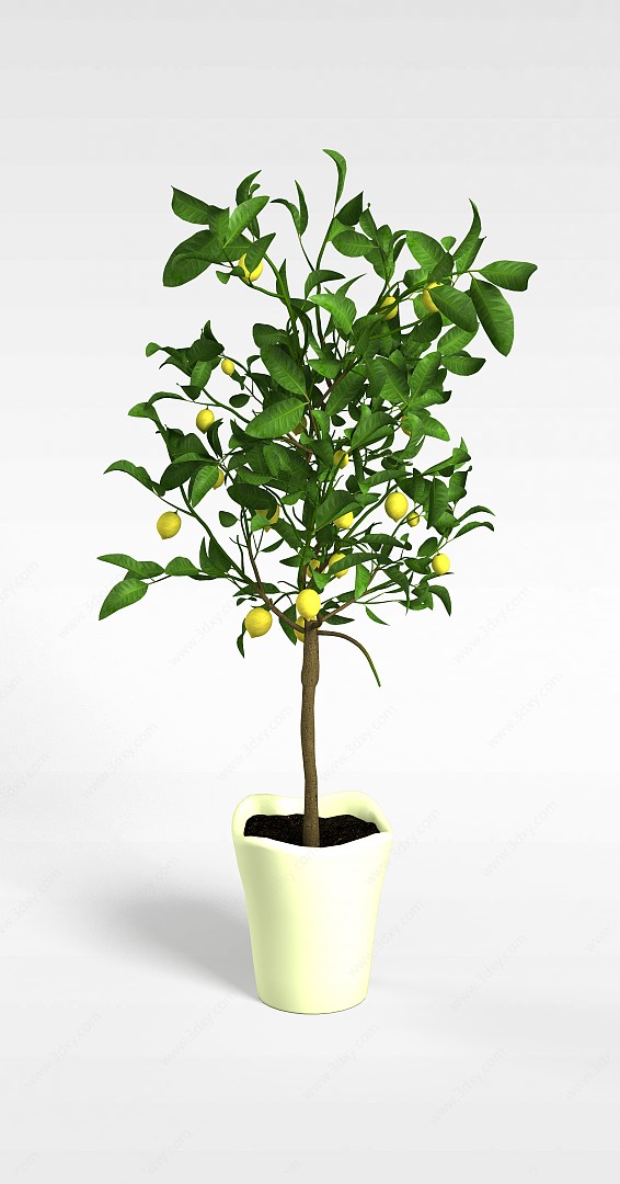 金桔树盆栽3D模型