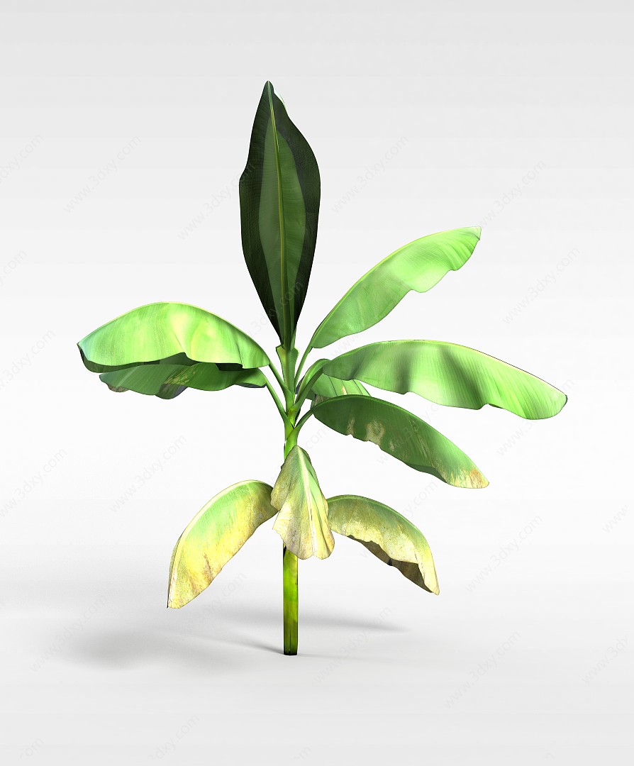 绿色芭蕉植物3D模型