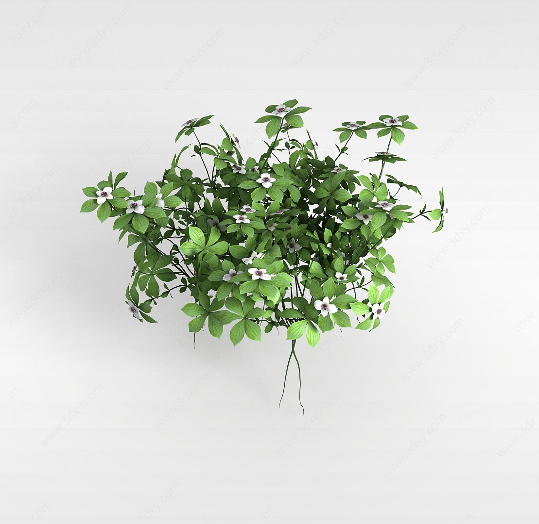 四叶白花植物3D模型