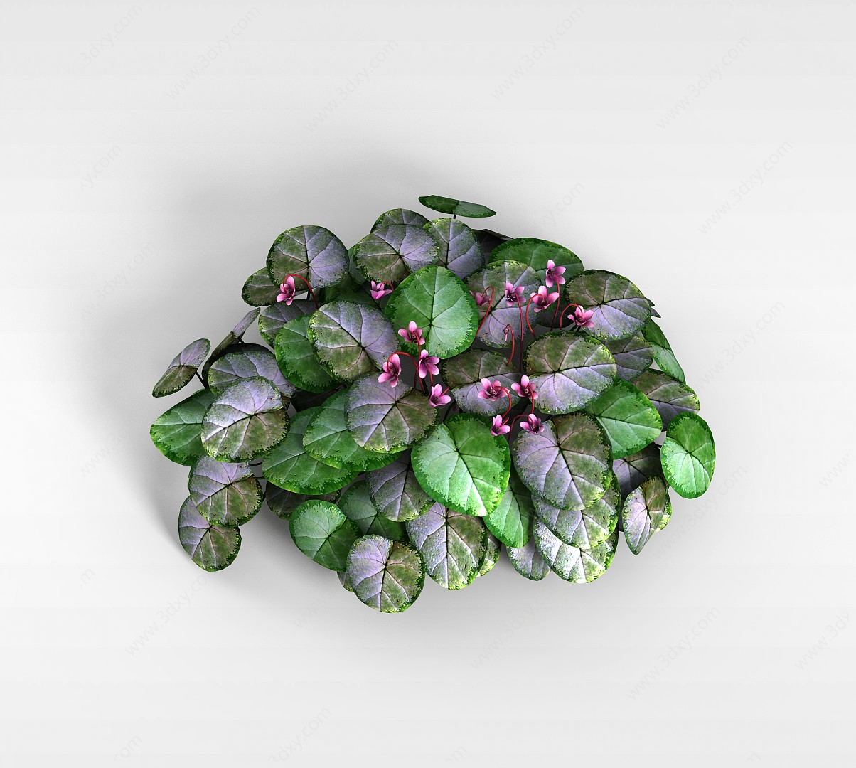 大叶子紫花植物3D模型