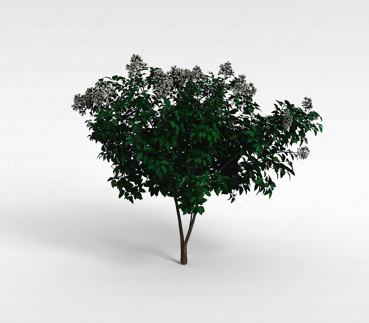 白色花朵树木3D模型