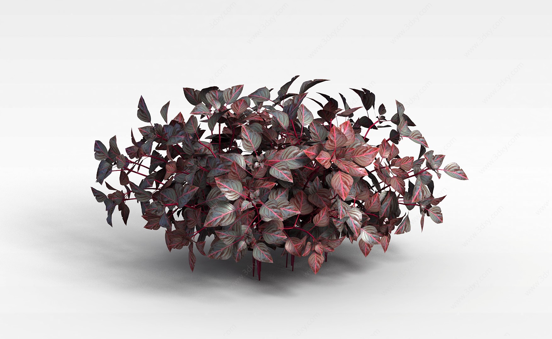 紫红色观叶植物3D模型