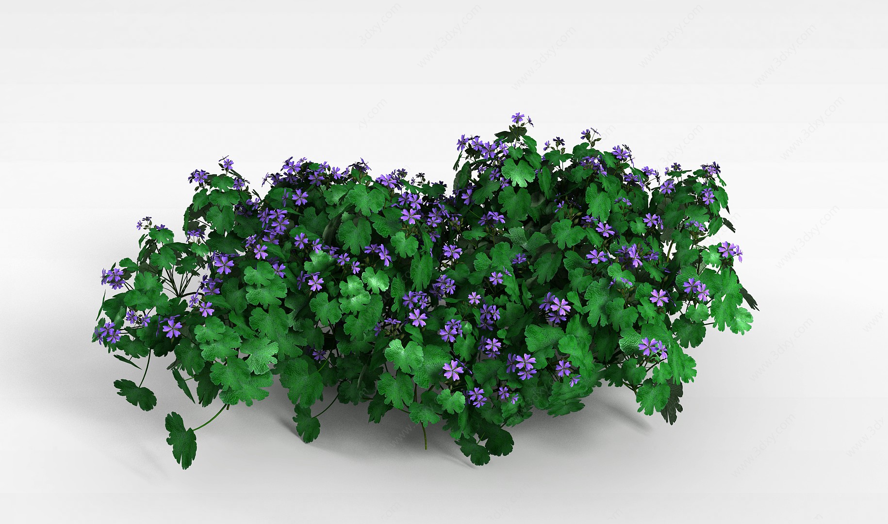 紫色小花大叶植物3D模型