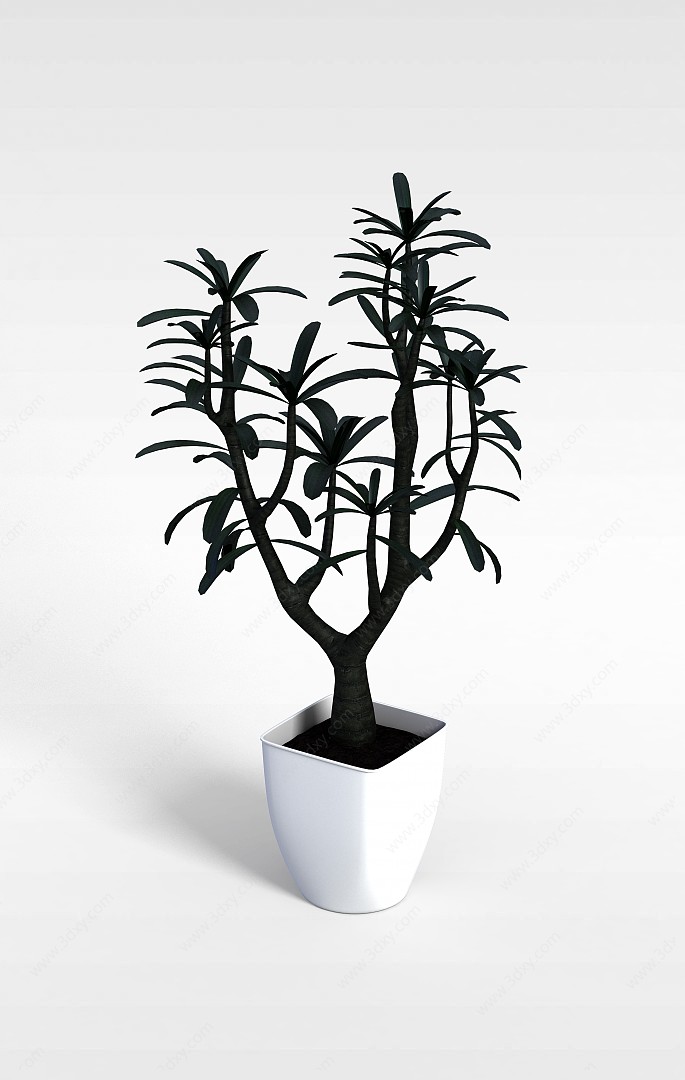 橡皮树盆栽3D模型