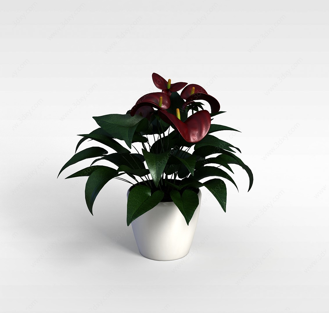 红掌盆栽3D模型