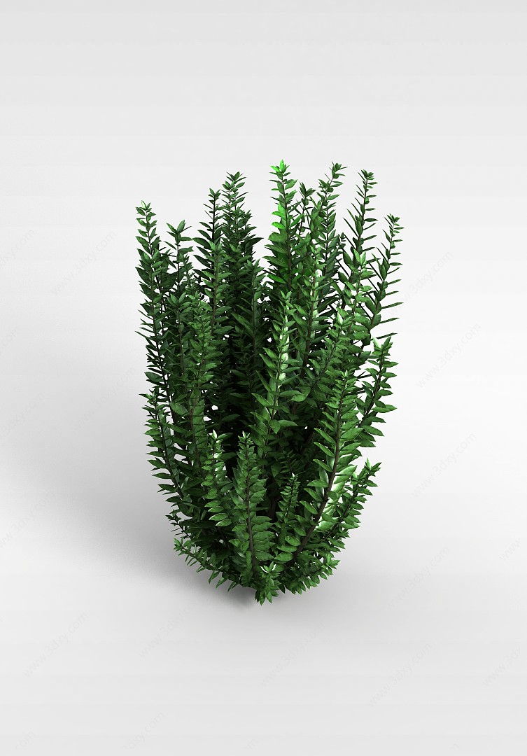 灌木植物3D模型