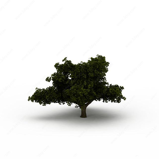 矮树3D模型