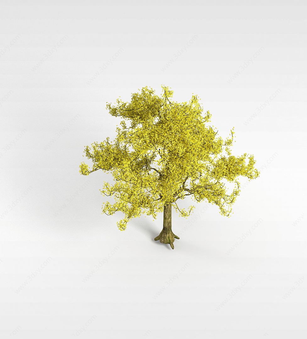 黄金槐3D模型
