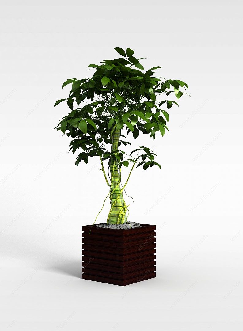 绿色发财树3D模型