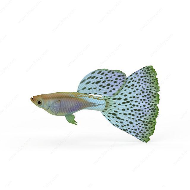孔雀鱼3D模型