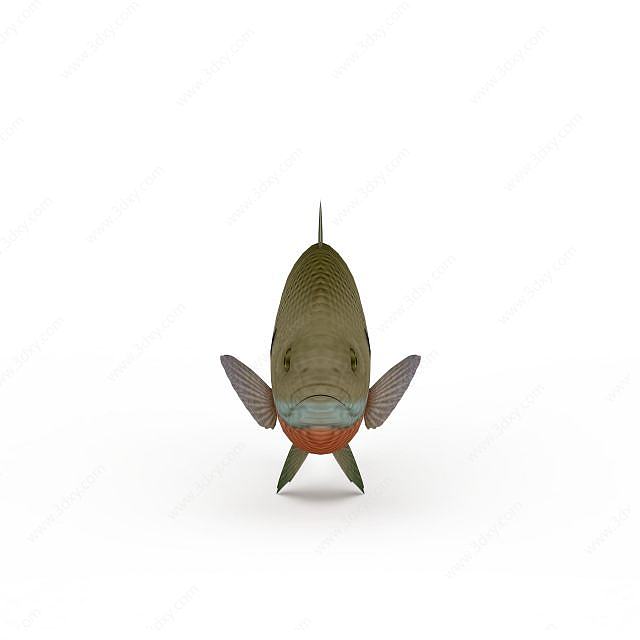 鳊鱼3D模型