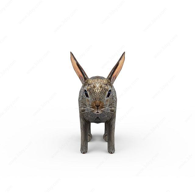野生兔子3D模型