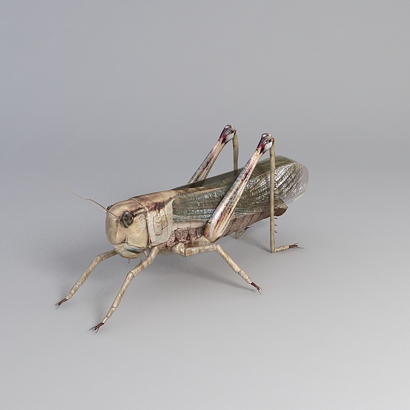 蝗虫3D模型