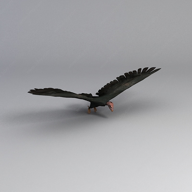 秃鹫3D模型