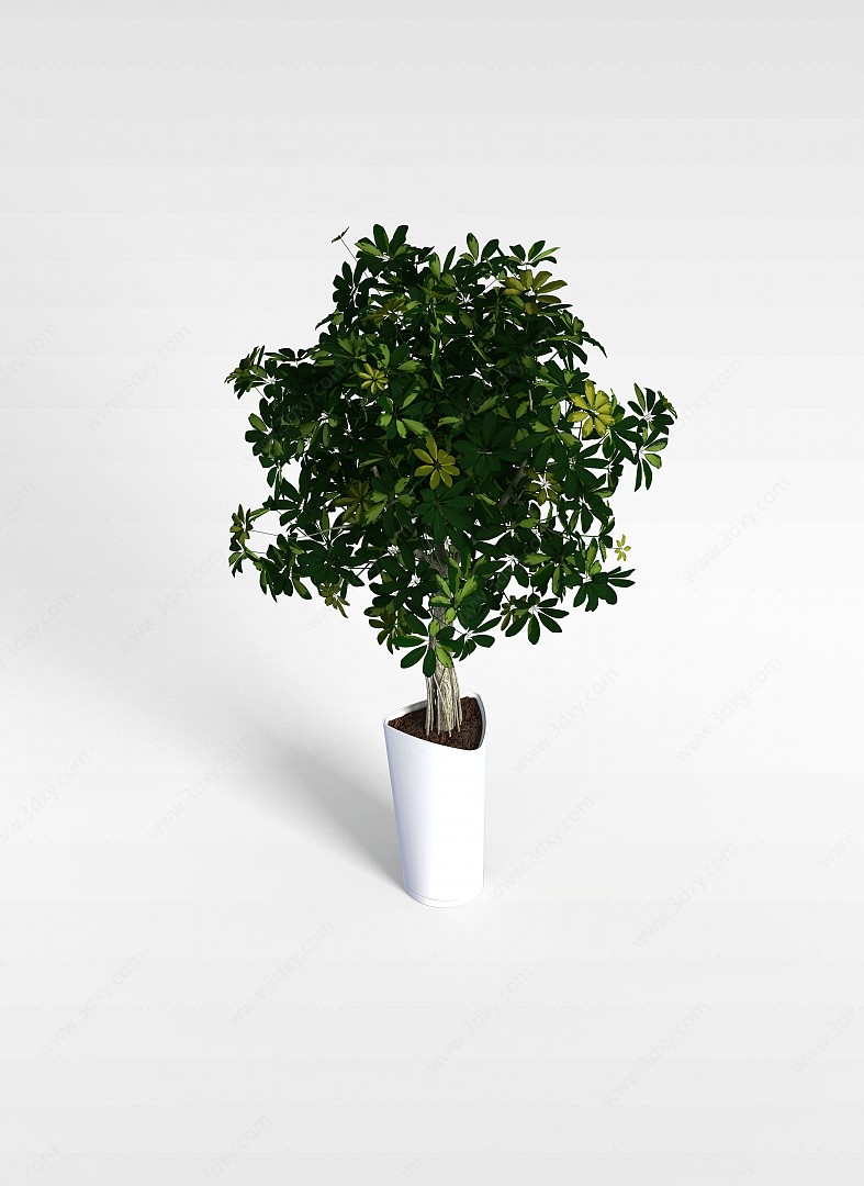 盆栽室内植物3D模型