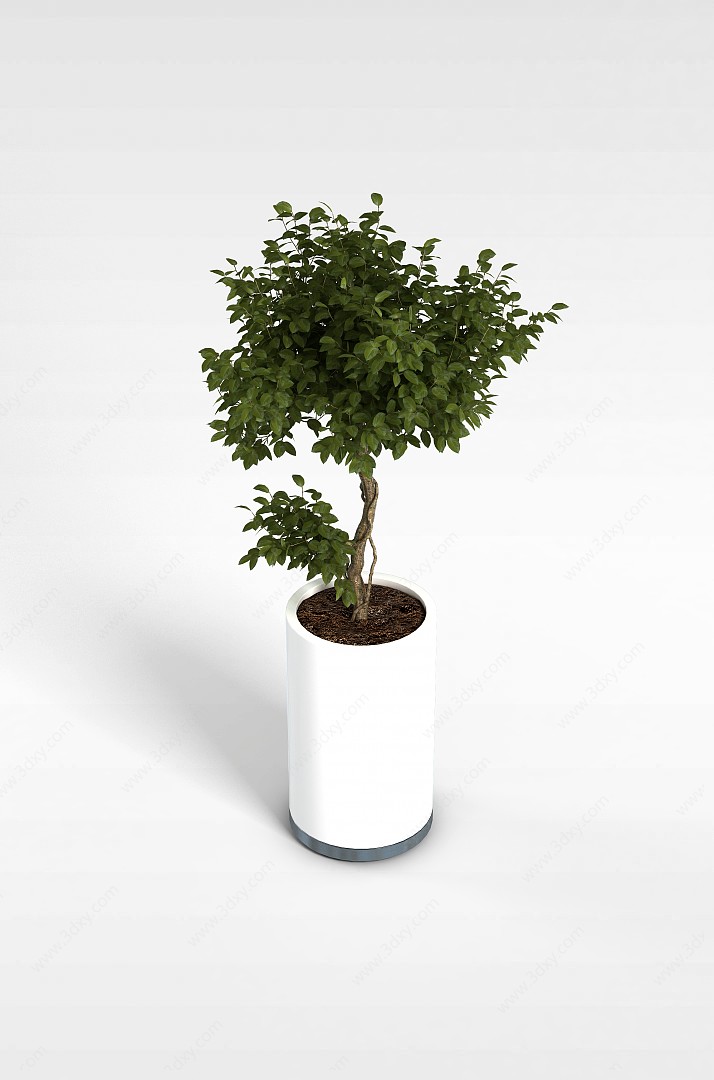 盆栽室内植物3D模型