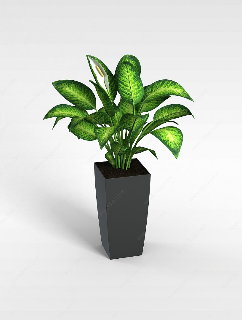 观赏植物3D模型